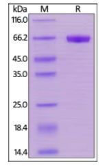 Human CD48, Mouse IgG2a Fc Tag, low endotoxin on SDS-PAGE under reducing (R) condition. The gel was stained overnight with Coomassie Blue. The purity of the protein is greater than 95%.